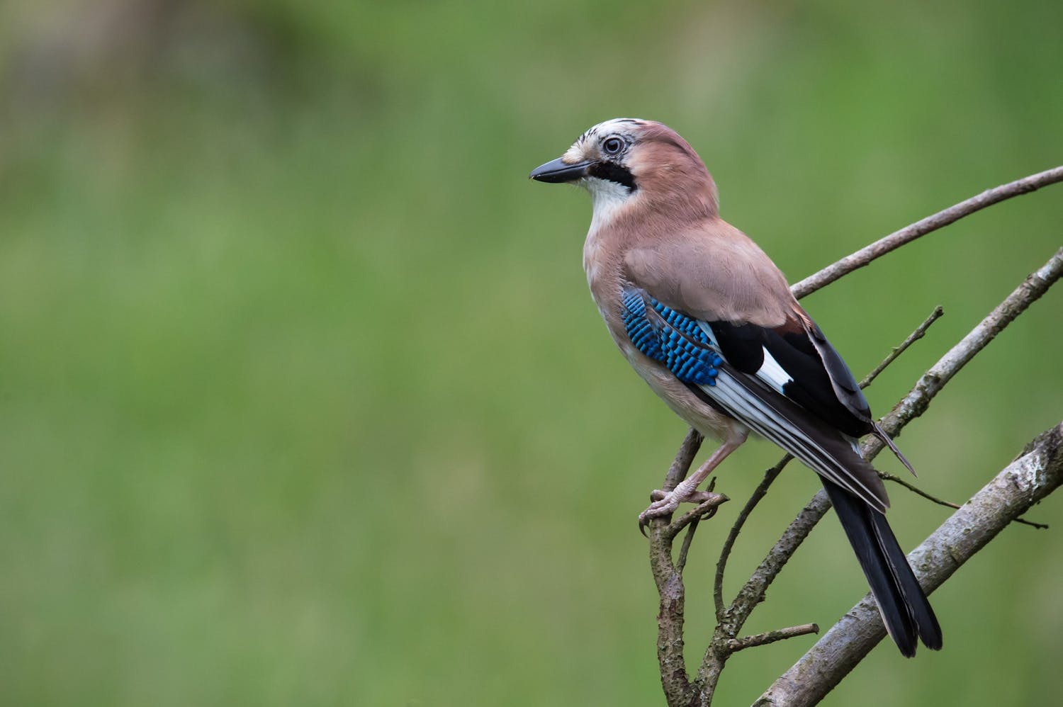 Nötskrika fågelfotografering